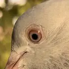 جوزين باكستاني بيور