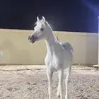 مهر مستقبل فحل مربط