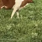 تم البيع