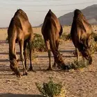 مراح ابل سواحل(تم البيع )