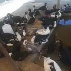 بط بلدي مصري