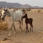 خيل