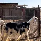 مشروع فحل نجد صنف