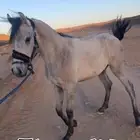 مهر شيخ
