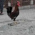 ديك عربي تراث