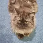 قطه للبيع في المجمعه التواصل