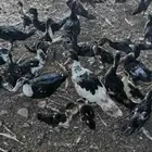 بط بلدى