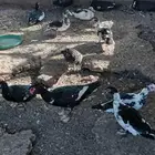 بط بلدى