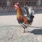 ديك عربي تراث