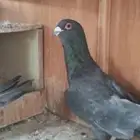 جواز حمام قراقطة اسود