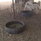 للبيع طليان حريات