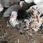 رومى للبيع
