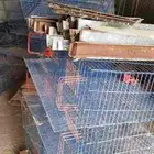 بطاريات سمان بياض