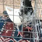 جوز حمام باكستاني تيدي