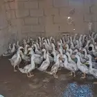 بط ذبح