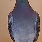 حمام زاجل سباقات جاناردن منتج