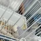 زوج روز وفارد