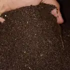 نحل سليه عسيب نَفض سرف عماره جاذب نحل