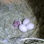 جوز روز البينو عيون حمر تحته ثلاث بيضات