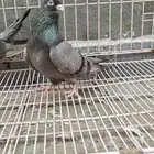 حمام باكستاني تم البيع