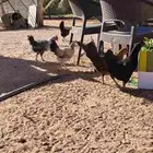 للبيع دجاج بياض القصيم