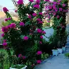 مشاتل ابو احمد