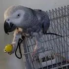 السلام عليكم ورحمه الله وبركاته اعرض لكم طير افريقي كاسكو