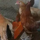 ديك وثلاث دجاجات بياض