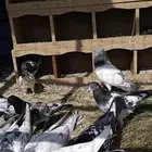 حمامه باكستاني كل بيور