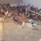 دجاج بلدي