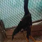 شامو الماني هزاز