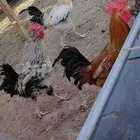 ديكه العدد 8