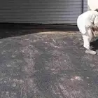 زفلت معلم باكستاني