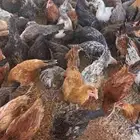 دجاج بلدي وفيومي للبيع