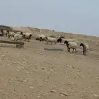 غنم نعيم صنف للبيع