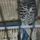 ذكر بادجي انجليزي