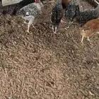 دجاج بلدي و تركي بيض الصحه لله الحمد العدد تقربيا 25