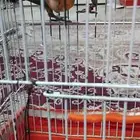 ماشاءالله تبارك الله حبتين روز اعمار من خمس وسبع شهور