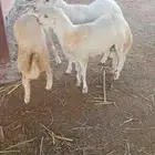 فران للبيع عمرسته شهر لسبعه شهر