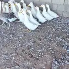 بط بكيني للعدد 35حبه