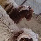 خرفان نعيمي بلددد للبيع