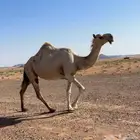 لقحتين وضريبتين