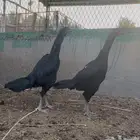 دجاج هجين شامو مستويات تب