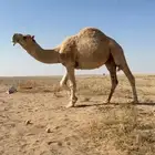 فحل ثني كفو على ( الهارب )