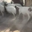 غنم نعيم بفحلها