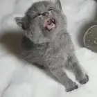 قطه