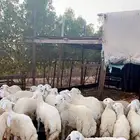 اضاحي للبيع خدمة سلخ و توصيل