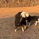 شاه نجديه ثنيه متاوم