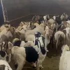 معزاء للبيع