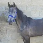 افراس حضانات